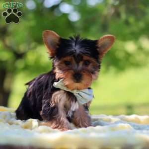 Drake, Yorkie Puppy